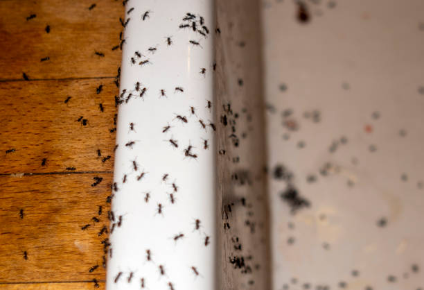 Best Mosquito Control Services  in Encinitas, CA